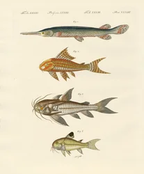 Gepanzerte Fische